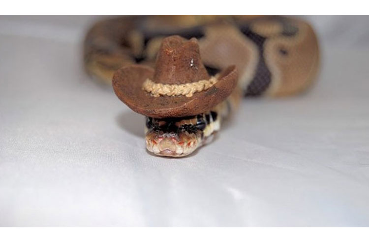 The cowboy snake