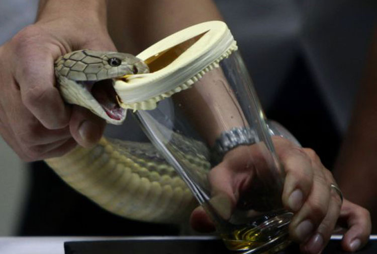 Snake venom extractor