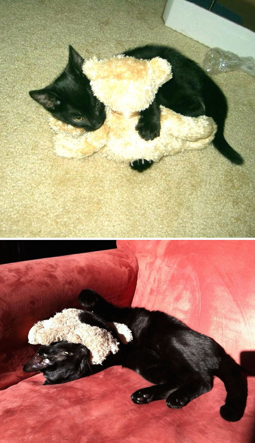 He’s addicted to his teddy bear