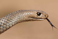 Oriental Brown snake
