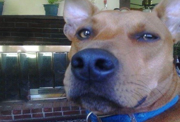 Scooby Doo, Is that you?