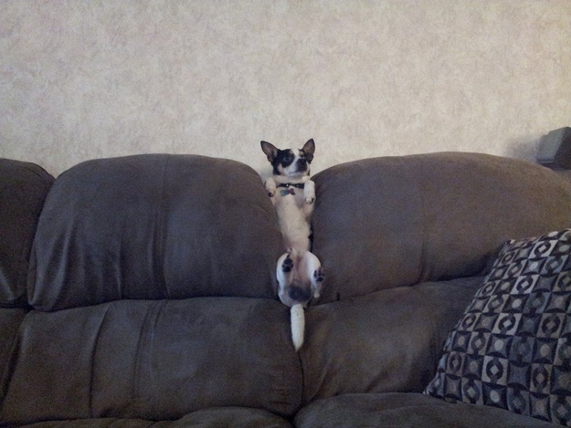 Chihuahua taco couch