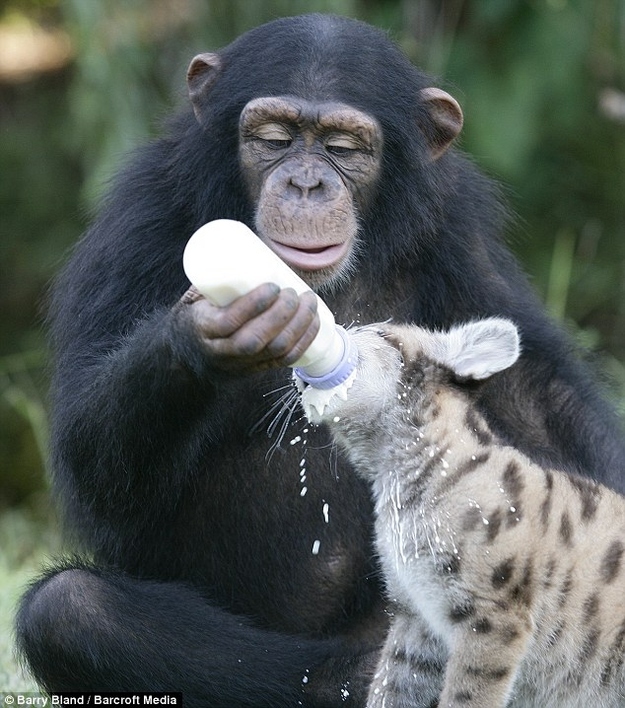A monkey feeding a hyena