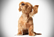 Make a duet with your dog!