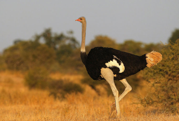 Beware of ostriches