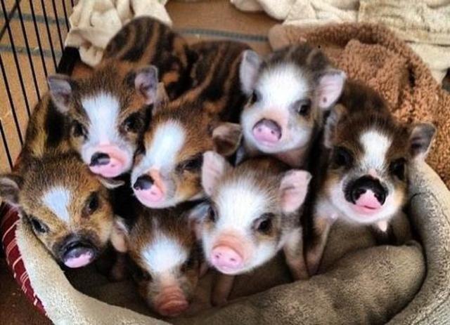 6 types of miniature pigs