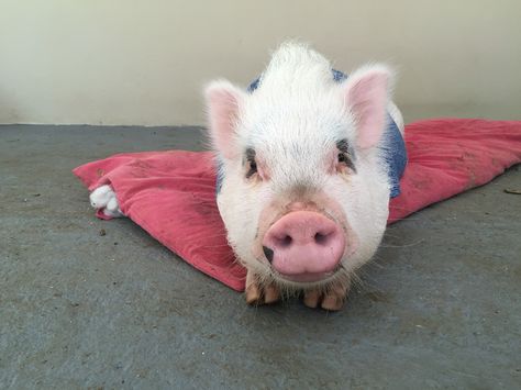 The Vietnamese pig is the most common one.