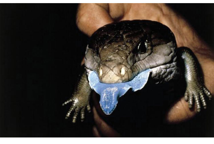 Black blue-tongued lizard