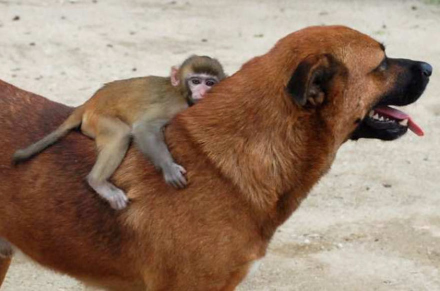 A very kind dog with a monkey