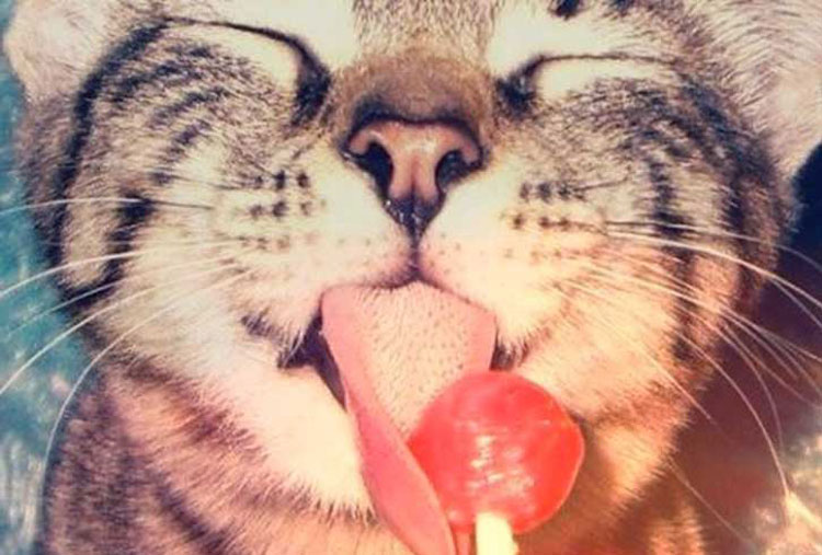 Cats can’t taste sweet things