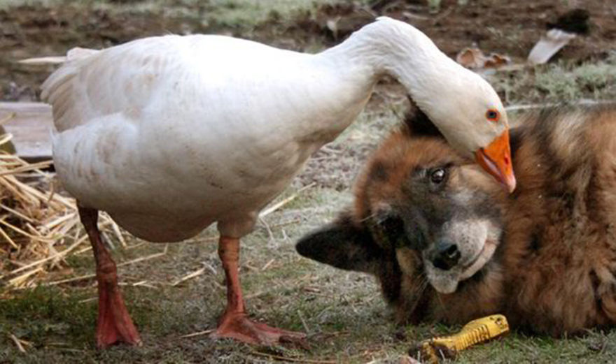 The goose saved this little bratty