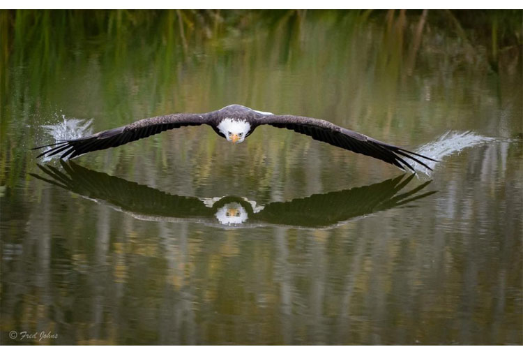 Majestic eagle takes flight