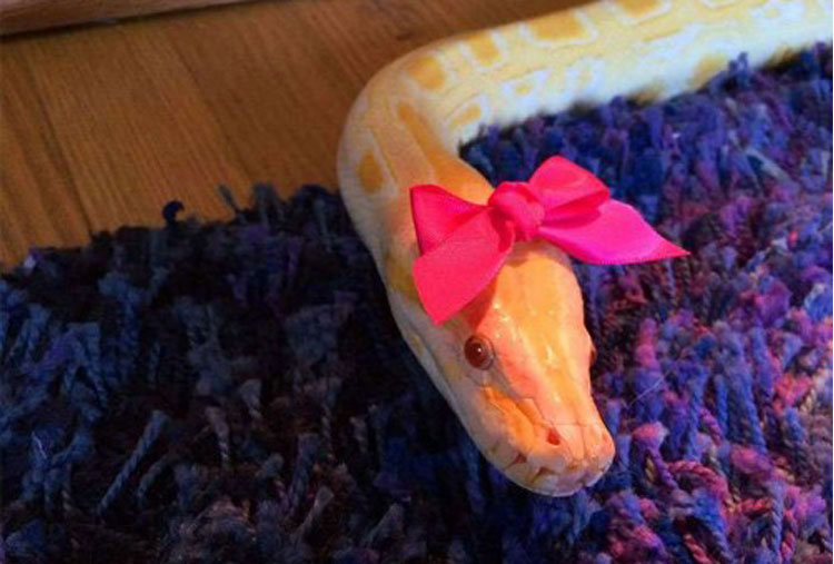 A python and her pink bow