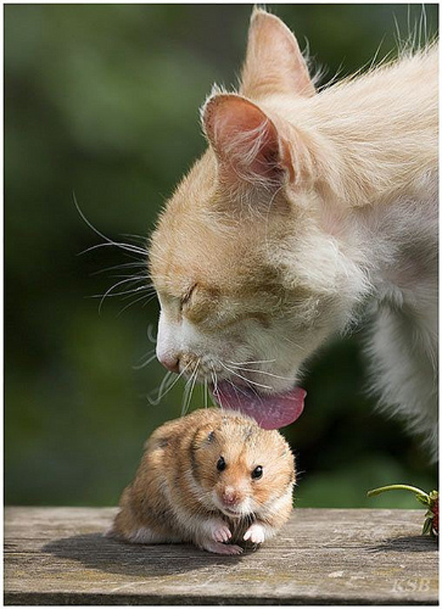 A cat takes care of a hamster