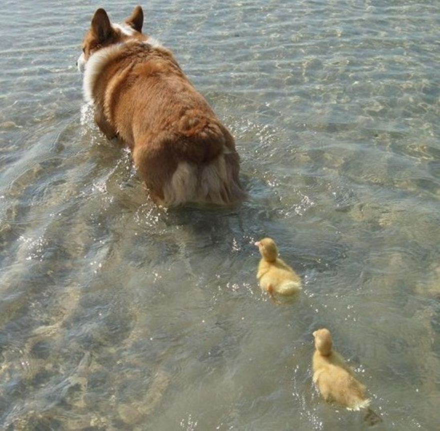 Mother dog and her ducklings