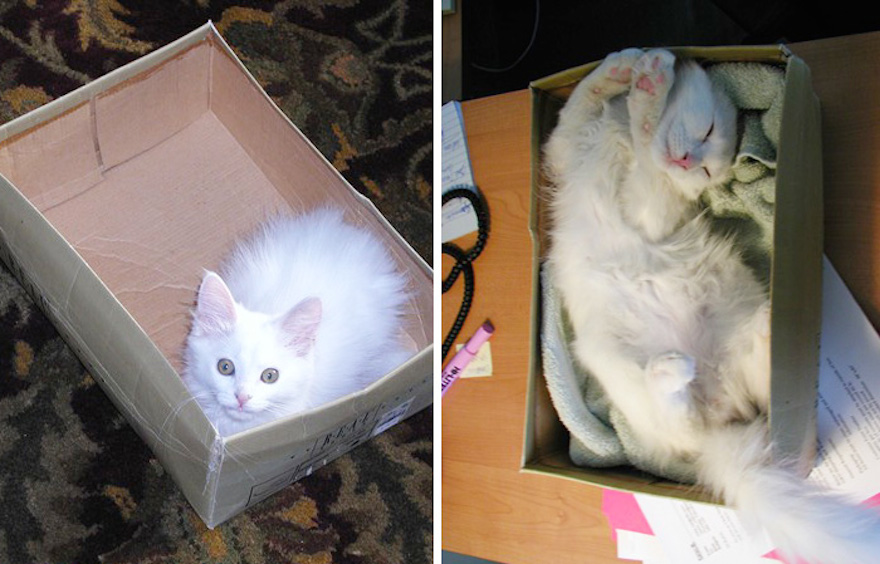 That looks like the coziest box ever