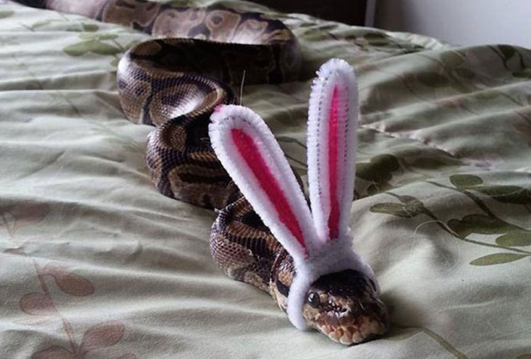 Snake with ears