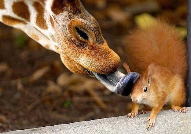A giraffe licking a squirrel