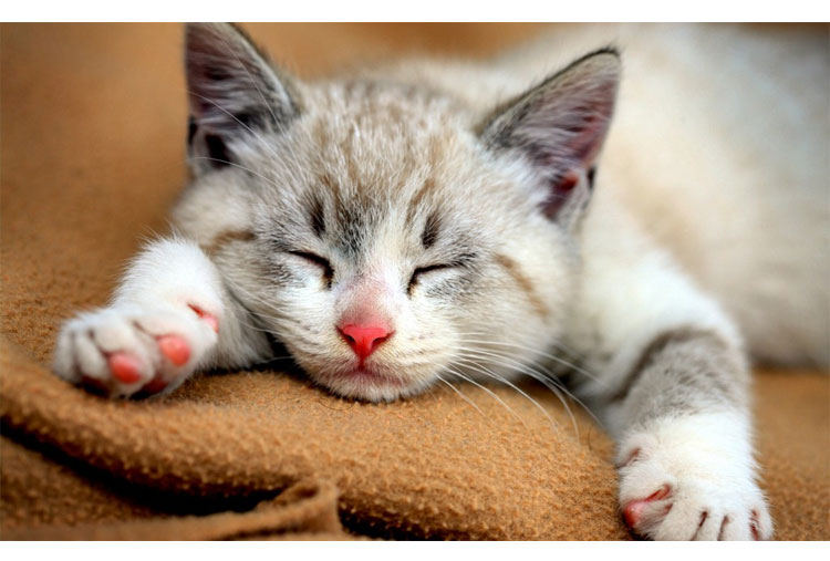Cats sleep two-thirds of the day