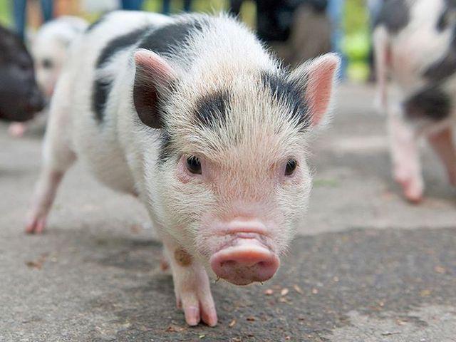 In Denmark, there are more pigs than humans