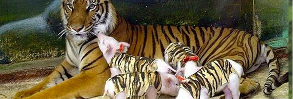 These animals are responsible for taking care of others