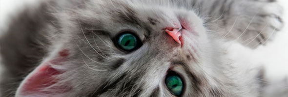 Interesting facts you probably didn’t know about cats