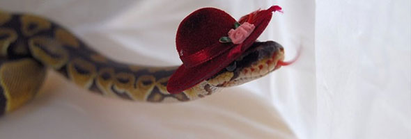 Are you afraid of snakes? Put them a hat!