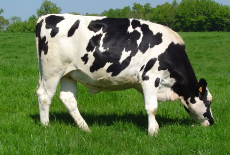 The most expensive cow in the world