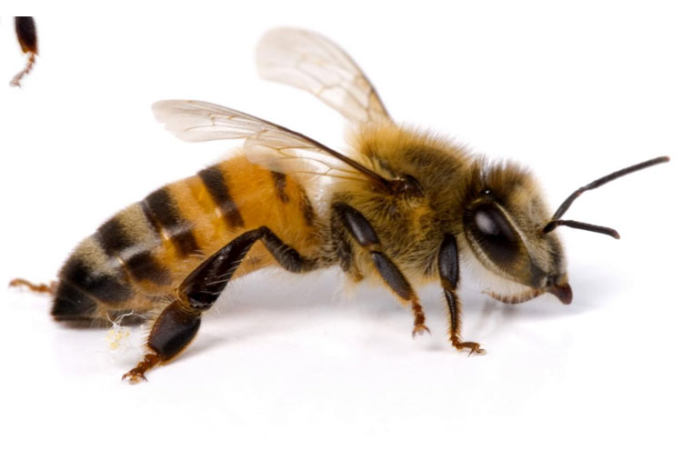 Bee sting treatment