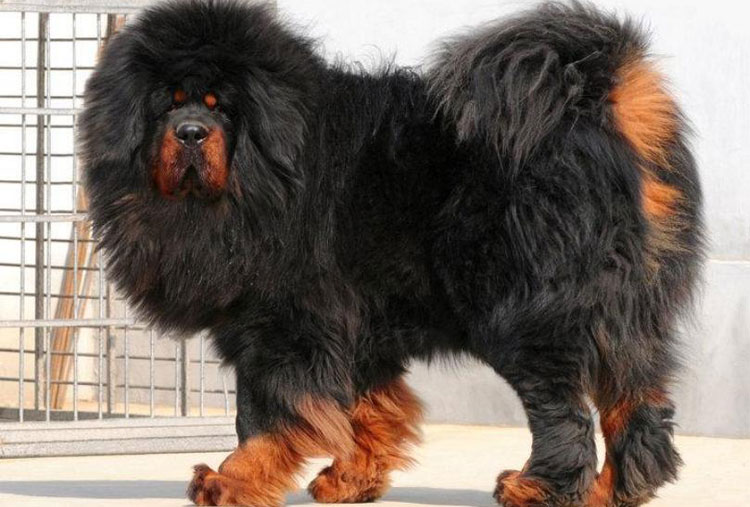 The most expensive dog breed