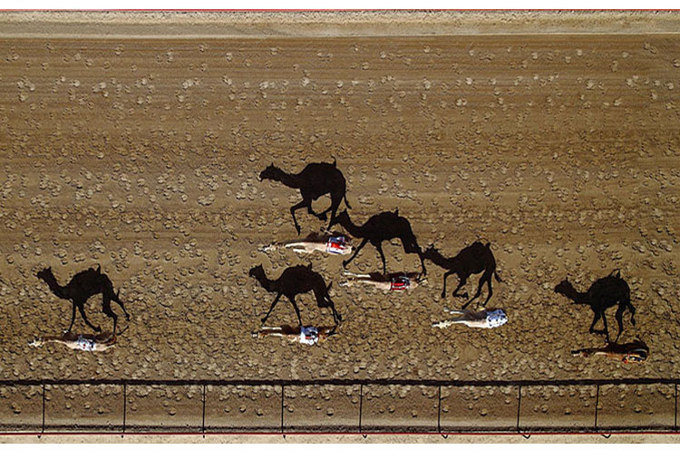 Al Marmoun Camel Racetrack, Dubai, United Arab Emirates