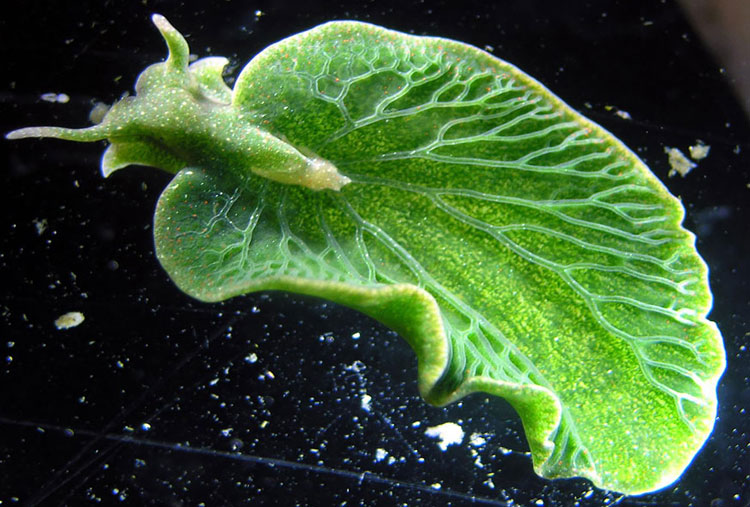 Leaf Slug (Elysia Chlorotica)