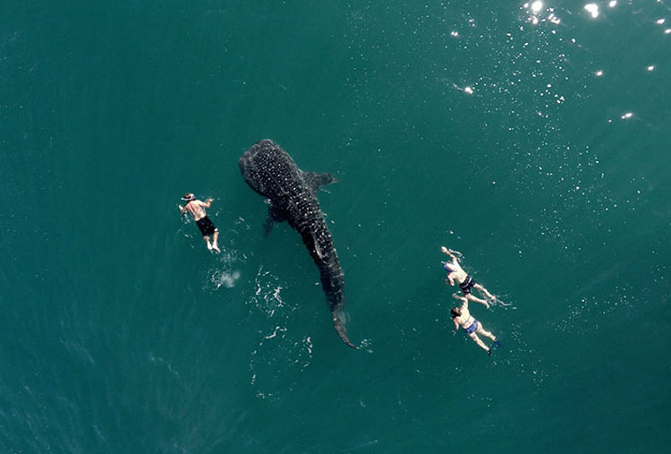 Whale Shark and tourists