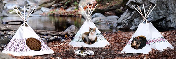 We've got the coolest outdoor plans for you and your cat