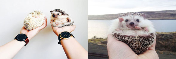 How cute! These pictures of hedgehogs are too adorable