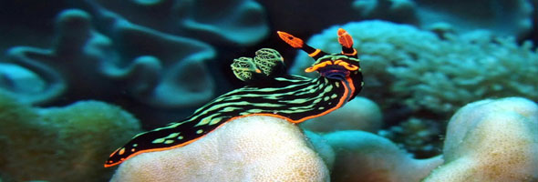 Wow! These exotic sea slugs look like aliens
