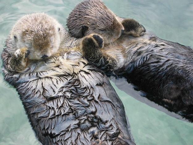 Otters hold hands while sleeping so they don’t float apart