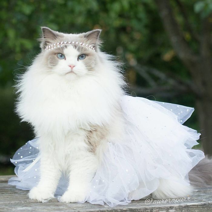 A real kitty princess