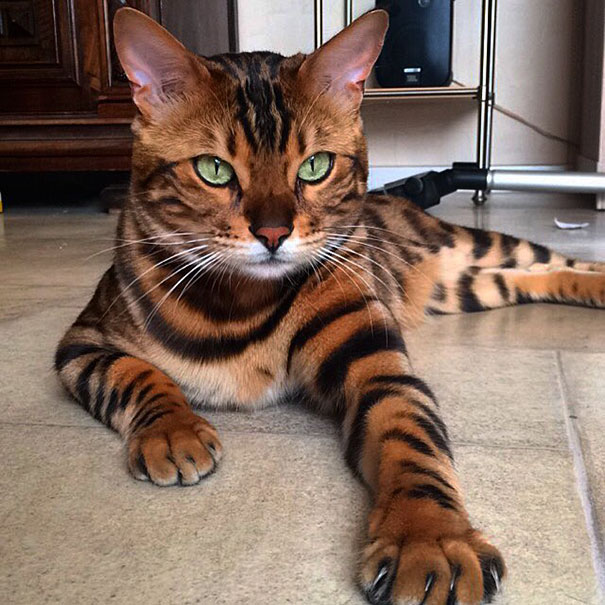 These beautiful cats resemble the Asian leopard cat