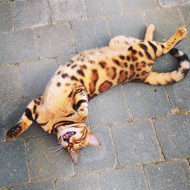 The Bengal is a hypoallergenic breed
