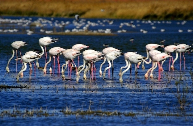 A group of flamingos is called a flamboyance