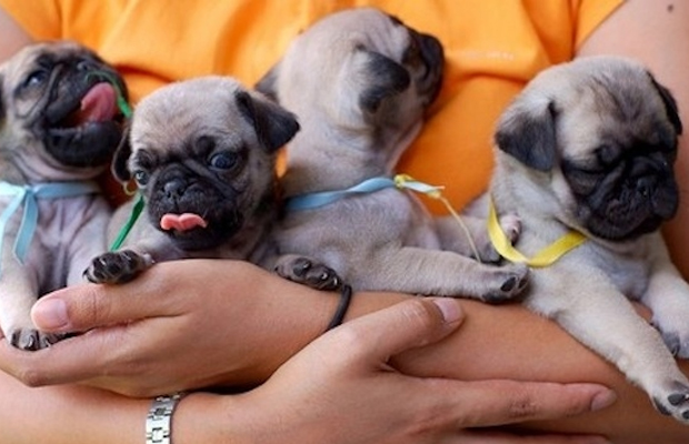 A group of pugs is called a grumble