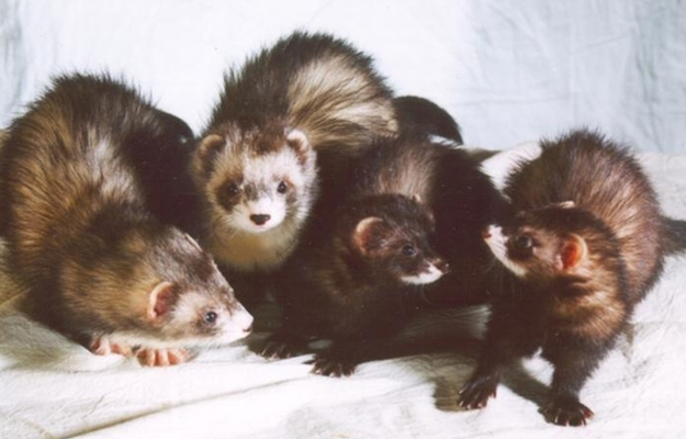A group of ferrets is called a business of ferrets