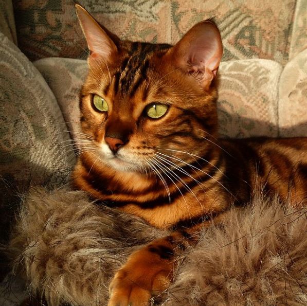 Some Bengals carry the recessive long-haired genes