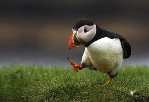 Baby puffins are called “pufflings”