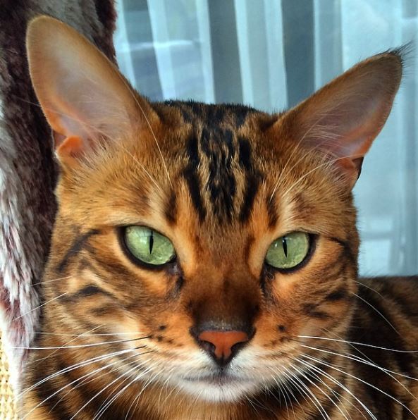 A guide to buying Bengal cats