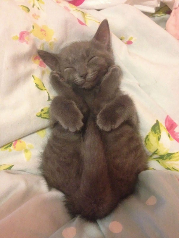 Sleeping yoga kitty