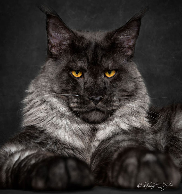One of the most popular cat breeds in the world