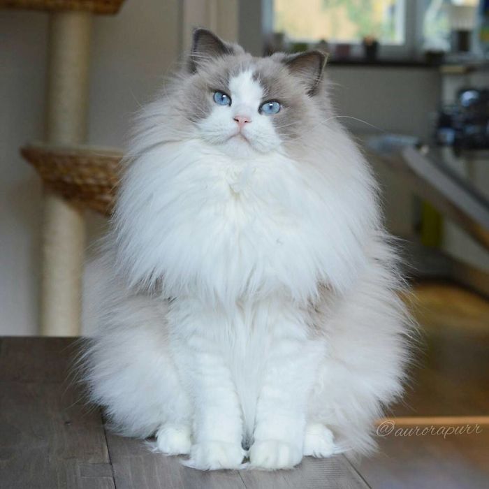 She is so fluffy!