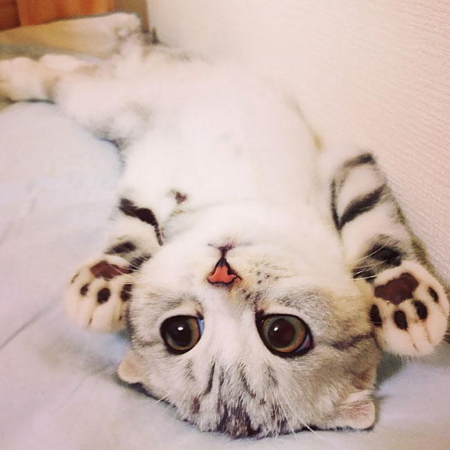 This kitty looks like a white tiger!